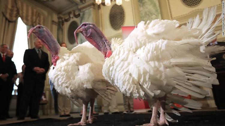 Pardoned White House Turkey