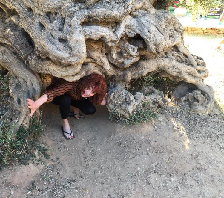 he Bride of Christ emerging from ancient Grecian roots beneath the Vouves olive tree, wearing the stripes of suffering, waiting for her Bridegroom to heed the Rooster’s voice and don his wedding garment